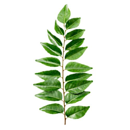 Curry Leaf - Curry Leaves are the leaves of the curry plant. This plant is native to tropical and sub tropical regions.