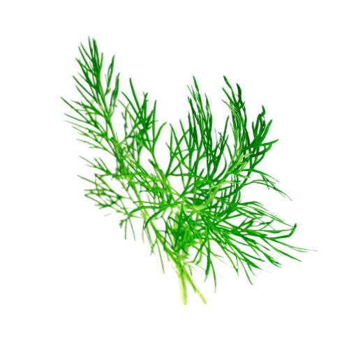 Dill - Dill is an annual herb in the celery family Apiaceae. It is the only species in the genus Anethum. Dill is grown widely in Eurasia where its leaves and seeds are used as a herb or spice for flavouring food.