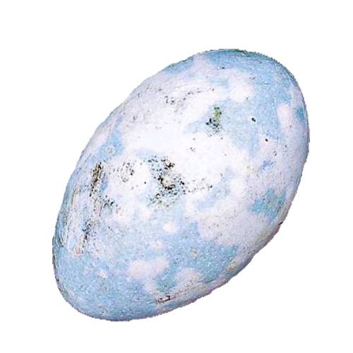 Egg Cormorant - Cormorant Egg is oval in shape and has an outher layer made from calcium carbonate and egg white high in proteins and vitellus the egg yoke high in fatty acids.