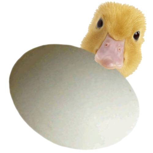 Egg Duck - Duck Egg come in a range of sizes and weights from 40 grams to 80 grams and can have different colored shells.