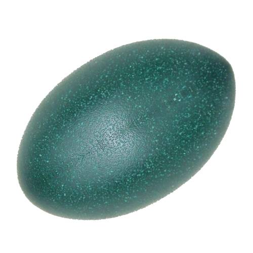 Emu Egg is a organic vessel oval in shape and has a hard outher layer and contains albumen the white high in proteins and vitellus the yoke high in fatty acids and soluble vitamins A D E and K.