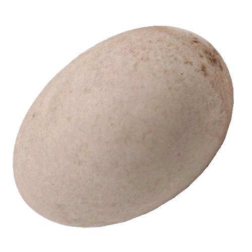 Kiwi Egg is a small organic vessel oval in shape and hard outer layer and contains white high in proteins and yoke high in fatty acids and soluble vitamins A D E and K.