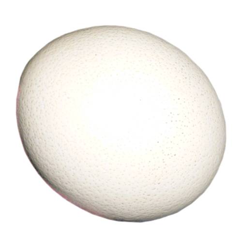 Ostrich Egg is a large vessel that is oval shape and has an outher layer that can be hard and made from calcium carbonate and contains albumen and vitellus.