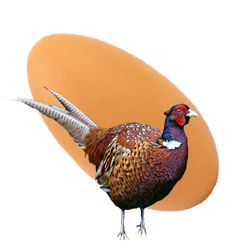 Pheasant Egg is oval shape with a had shell made from calcium carbonate and contains white and yoke high in fatty acids.
