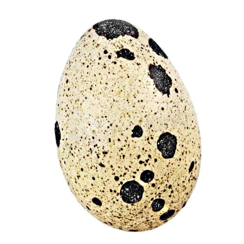 Egg Quail is a vessel that is oval shape and has an outher layer that can be hard made from calcium carbonate and contains white high in proteins and yoke high in fatty acids and soluble vitamins A D E and K.