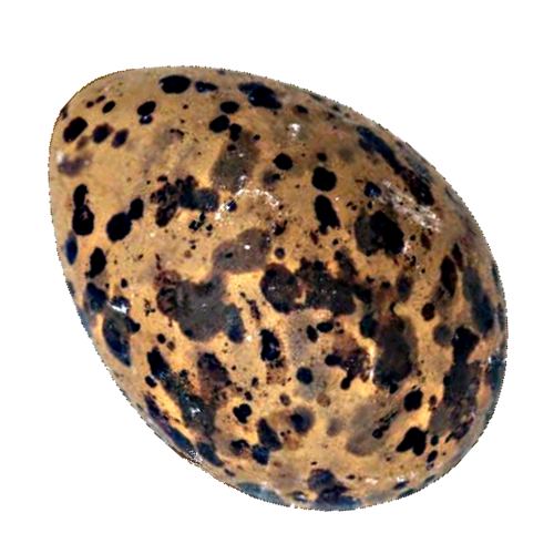 Egg Tern - Tern Egg comes in a few colors and weigh 90 to 120g (3.2 to 4.2oz) is oval shape and has hard outside made from calcium carbonate and contains albumen high in proteins and vitellus high in fatty acids.