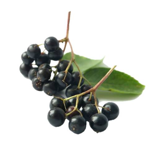 Elderberry or Sambucus is a genus of flowering plants in the family Adoxaceae. The various species are commonly called elder or elderberry. The genus was formerly placed in the honeysuckle family.
