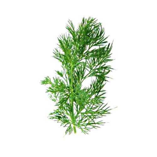Fennel Leaf - Fennel Leaf is a flowering plant species in the carrot family.