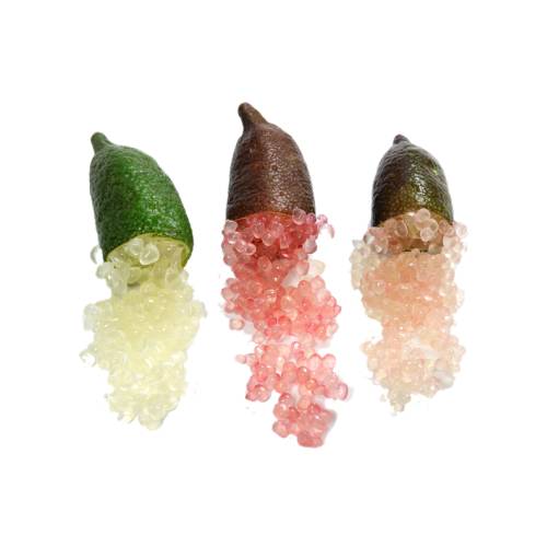 Finger lime is a thorny understorey shrub or small tree of lowland subtropical rainforest and rainforest in the coastal border region of Queensland and New South Wales Australia.