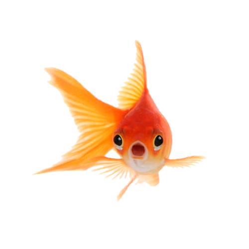 Goldfish is a freshwater fish in the family Cyprinidae of order Cypriniformes. It is one of the most commonly kept aquarium fish. A relatively small member of the carp family the goldfish is native to East Asia.