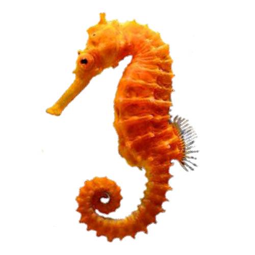 Fish Seahorse seahorse also written sea horse is the name given to 45 species of small marine fish in the genus hippocampus.