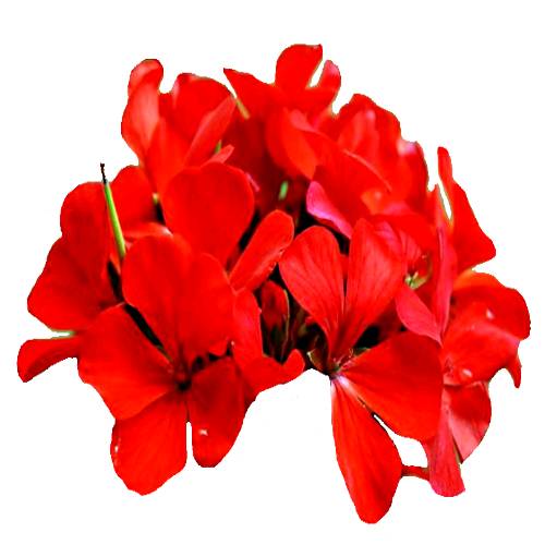 Geranium Flower Red comes from the mediterranean region.