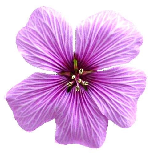Geranium Flower are commonly known as geraniums or cranesbills and they are found throughout the temperate regions of the world and the mountains of the tropics with the greatest diversity in the eastern part of the Mediterranean region.