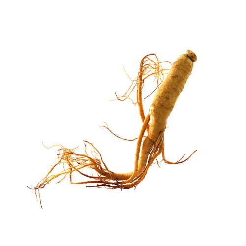 Ginseng is the root of plants in the genus Panax typically characterized by the presence of ginsenosides and gintonin.