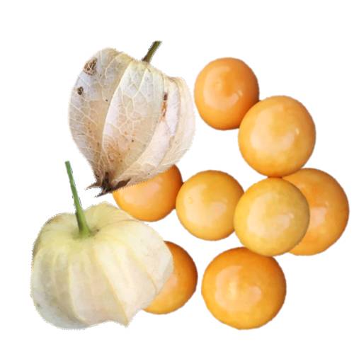 Goldenberry or physalis peruviana is native to South American and bright yellow in color and also called cape gooseberry aguaymanto uvilla uchuva harankash.