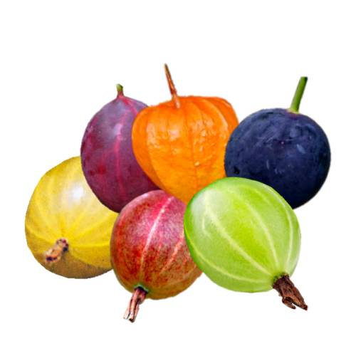 Gooseberry is a common name for many species of ribes and the berries of those in the genus ribes are edible and may be green orange red purple yellow white and black.