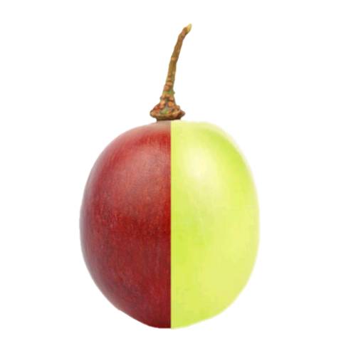 Grape - Grape come in many types and colors and is a berry of a vine genus Vitis are a non climacteric type of fruit generally occurring in clusters.