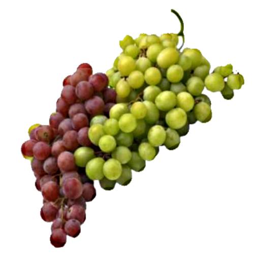 Grapes - Grape is a berry of a vine genus Vitis are a non climacteric type of fruit generally occurring in clusters.