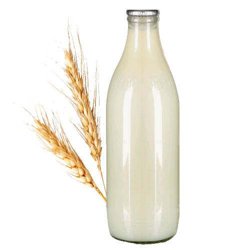 Barley Gruel is made by grinding barley into flour then cooked with water or milk or both and can be served hot or cold.