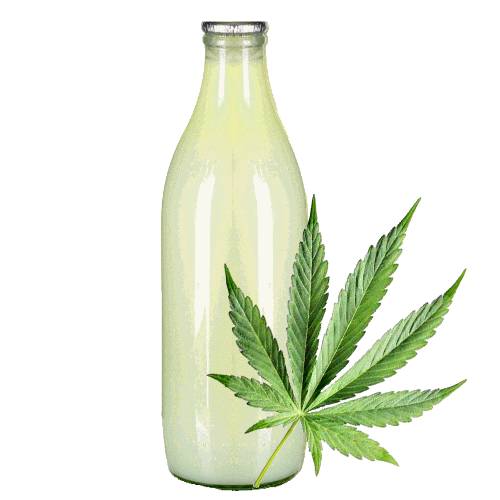 Hemp Gruel is made by grinding hemp into flour then cooked with water or milk or both and can be served hot or cold.