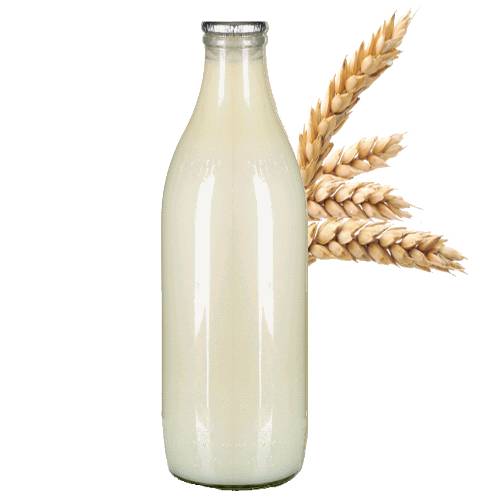 Wheat Gruel is made by grinding raw sun dried wheat into flour then cooked with water or milk or both and can be served hot or cold.