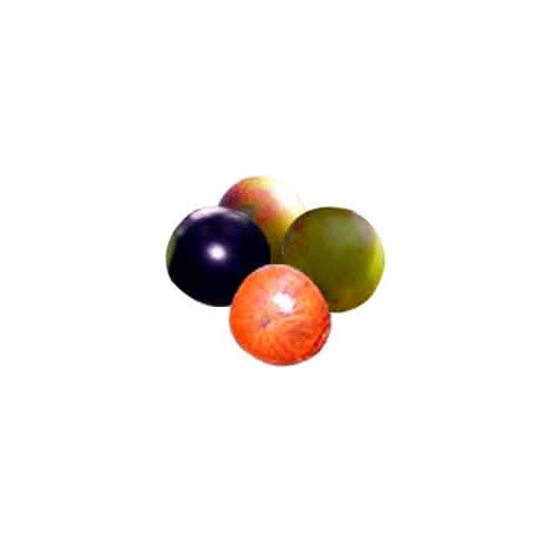 Myrciaria floribunda the guavaberry is a fruit tree which grows in the Caribbean.