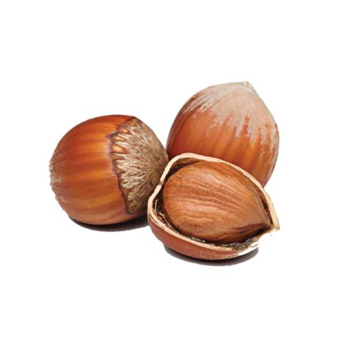 The hazelnut is the nut of the hazel and therefore includes any of the nuts deriving from species of the genus Corylus especially the nuts of the species Corylus avellana.