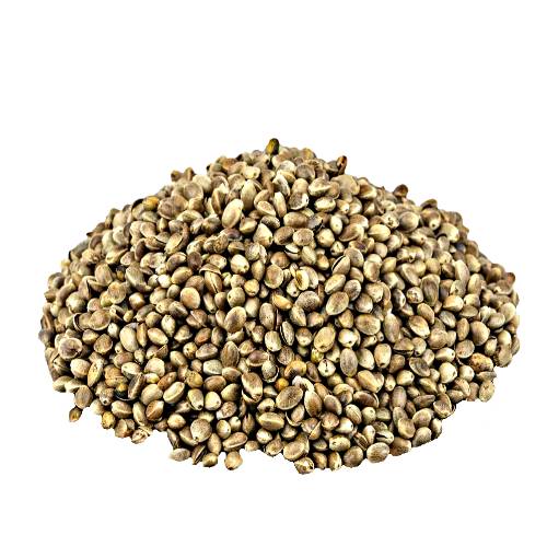 Hemp seeds come from a botanical class of cannabis sativa cultivars grown specifically for industrial or medicinal use.