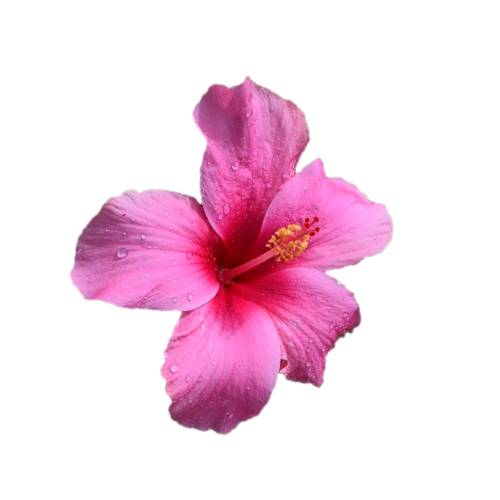 Flower from a Hibiscus plant. Come in many colours.