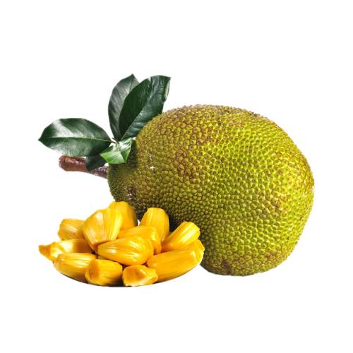Jackfruit Artocarpus heterophyllus also known as jack tree fenne jakfruit or sometimes simply jack or jak.