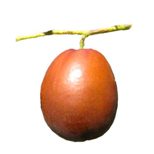 Jujube also called Ziziphus jujuba or jujuba or red date or Chinese date taste like an apple with lower acidity brown to black and eventually wrinkled looking like a small date.