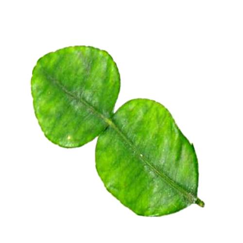 Small new leafs from the kaffir lime tree high in kaffir lime oil.