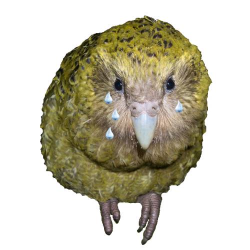 Kakapo Tears - Kakapo Tearscome from a ground dwelling parrots from New Zealand and is a clear liquid secretd by the eyes of the bird.