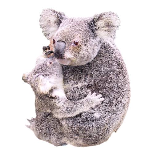 Koala Piss - Koala Piss is Koala urinate natural harvested from organic eucalypt forests.