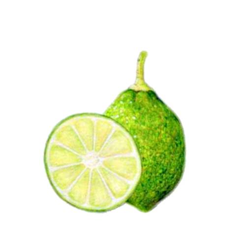 Laraha Curacao - Laraha Citrus is a citrus tree that grows on the island of Curacao and descendant of the sour orange.