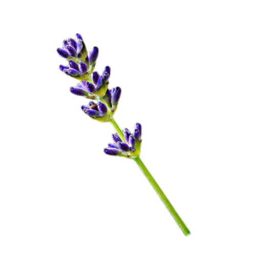 Lavender - Lavenderor lavandula species of flowering plants in the mint family.