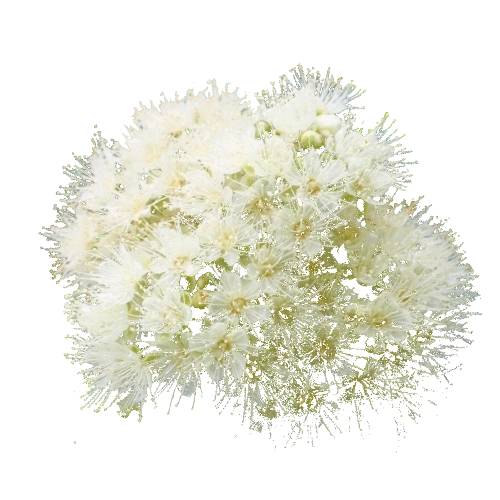 Lemon Myrtle Flower - Lemon Myrtle Flower has a strong lemon smell of the from the flower and by crushing the leaves and light white flower.