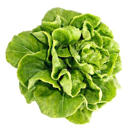 Lettuce Butterhead - Butterhead Lettuce is also known as Boston or Bibb lettuce and has round lettuce this type is a head lettuce with a loose arrangement of leaves known for its sweet flavor and tender texture.