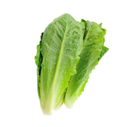 Lettuce Cos - Cos Lettuce also called Romaine Lettuce varieties are typically 8-10 inches tall and upright growing with spoon shaped tightly folded leaves and thick ribs.