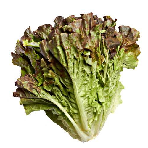 Lettuce Red - Lettuce Red is a stunning blood red tipped leaves wave down into a tight green base and sweet and mellow flavor.