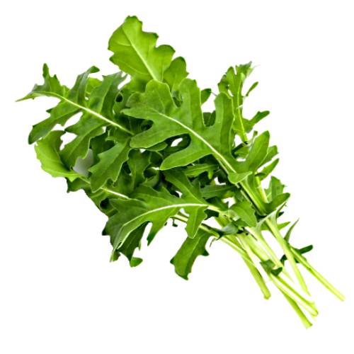 Lettuce Rocket - Rocket Lettuce is an edible annual plant in the family Brassicaceae used as a leaf vegetable for its tart bitter and peppery flavor and bright green in color.