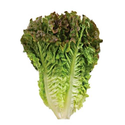 Lettuce Romaine - Romaine Lettuce or cos lettuce is a variety of lettuce that grows in a tall head of sturdy dark green leaves with firm ribs down their centers.
