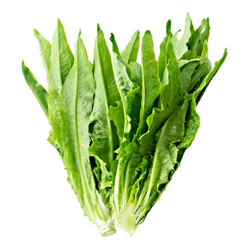 Lettuce Sword - Sword Lettuce is small to medium in size averaging up to thirty centimeters in height and has long thin leaves that grow upright from a central stem and taper to a point.