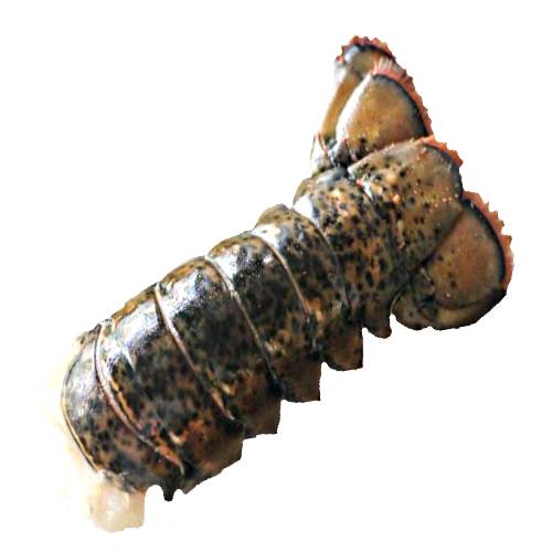 Lobster is a malacostracan of the family Nephropidae and live on the sea floor and hard shelled body with muscular tail that is good for eating.