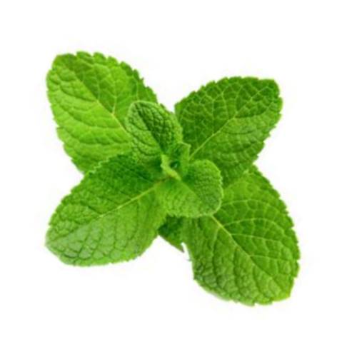 MInt - Mentha or mint is a genus of plants in the family Lamiaceae and is also a herb.