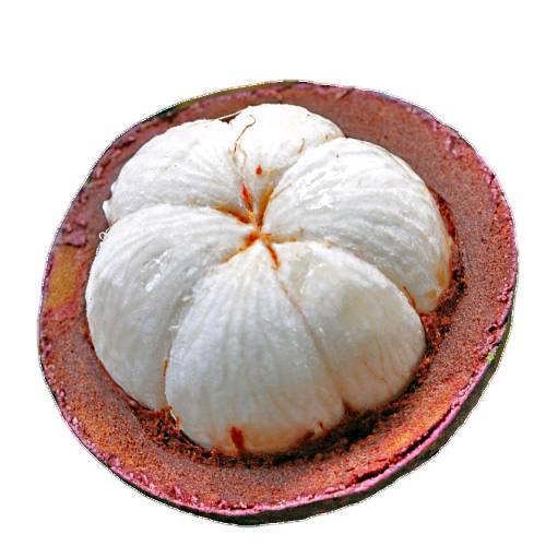 Mangosteen is a type of tropical fruit that has a purple outer shell with beautiful translucent-white fruit on the inside and has the taste of pineapple strawberry and lychee.