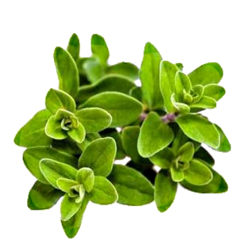 Marjoram - Marjoram is a somewhat cold sensitive perennial herb or undershrub with sweet pine and citrus flavors.