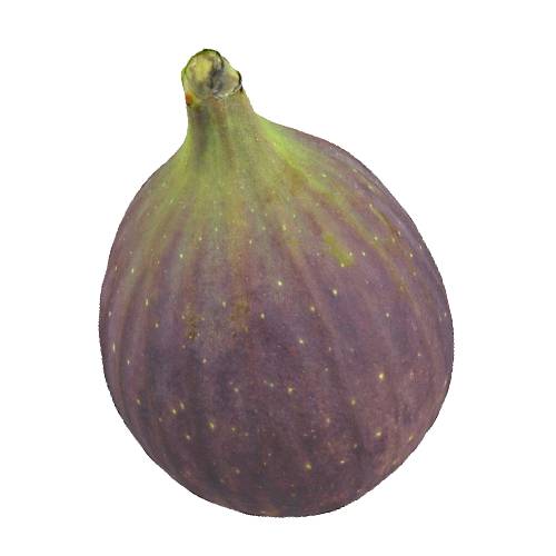 Fig Marzipan is a confection consisting primarily of sugar or honey and almond meal with a fig flavour and looks like a rip Fig.