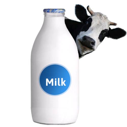 Milk - Milk is a white liquid produced by the mammary glands of mammals. It is the primary source of nutrition for infant mammals before they are able to digest other types of foods.