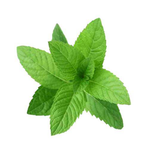 Mint Spearmint - Spearmint also known as garden mint common mint lamb mint and mackerel mint is a species of mint Mentha spicata.